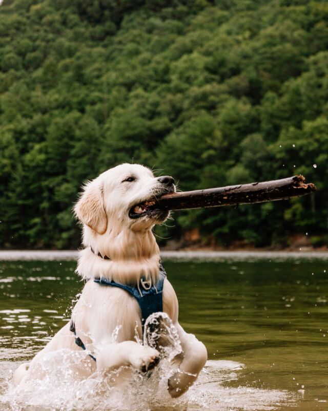 Bear Lake Reserve is a mountain paradise for you and your furry friends. Dive into adventure and enjoy the fun! 🐾

#dogsofinsta #bearlakereserve #visitnc #mountainlake
BLR Realty, LLC