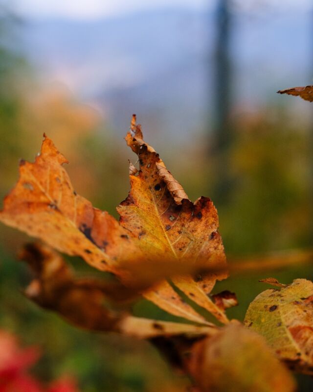 Nature’s masterpiece is unfolding at Bear Lake Reserve! Vibrant autumn colors sweep across the mountains, turning every corner into a breathtaking view. It’s the perfect time to immerse yourself in the magic of fall. 🍁🍂

#fallfoliage #fallinthemountains #autumnadventures
BLR Realty, LLC