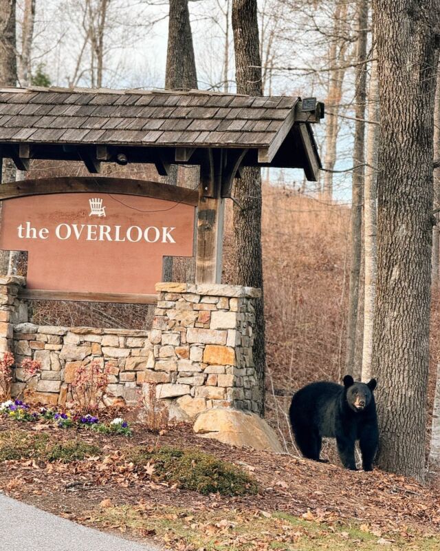 Experience the quiet luxury of nature’s finest during the secret season at Bear Lake Reserve, where the hidden gems of the Blue Ridge Mountains await. Book your stay through the link below! 🐻

https://bearlakereserve.com/search-rentals/

#bearlakereserve #wildlife #mountainwildlife #blackbear
BLR Realty, LLC