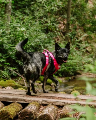Hitting the trails is better with four paws by your side.

Ready to explore? Reserve your stay at the link in bio. 

#MountainResort #HikingTrails
BLR Realty, LLC