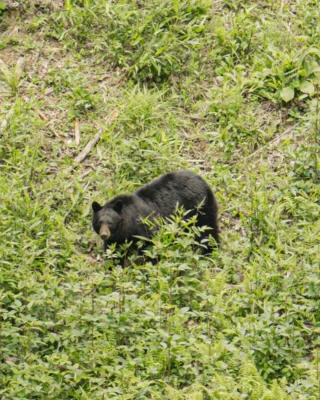 Sharing space with the wildlife and taking a moment to appreciate it all. Experiences like this make Bear Lake Reserve so special.

Plan your escape at the link in bio. 

#MountainResort #BlackBear
BLR Realty, LLC