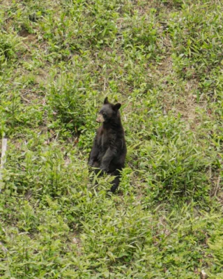 A true Bear Lake Reserve local. Wildlife sightings like this are just one of the unforgettable moments that make a stay here so special.

Ready for your next adventure? Book your getaway at the link in bio. 

#MountainResort #Wildlife
BLR Realty, LLC