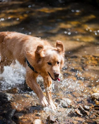 Mountain adventures are even better with a wagging tail beside you. Happy National Dog Day from Bear Lake Reserve, where every day is an invitation to get outside and explore together.

Reserve your stay at the link in bio.

#MountainResort #PetFriendly
BLR Realty, LLC