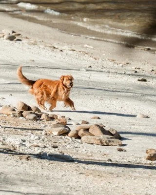 At Bear Lake Reserve, there’s always a new trail to sniff and an adventure to share.

Reserve your stay at the link in bio. 

#MountainResort #PetFriendly
BLR Realty, LLC